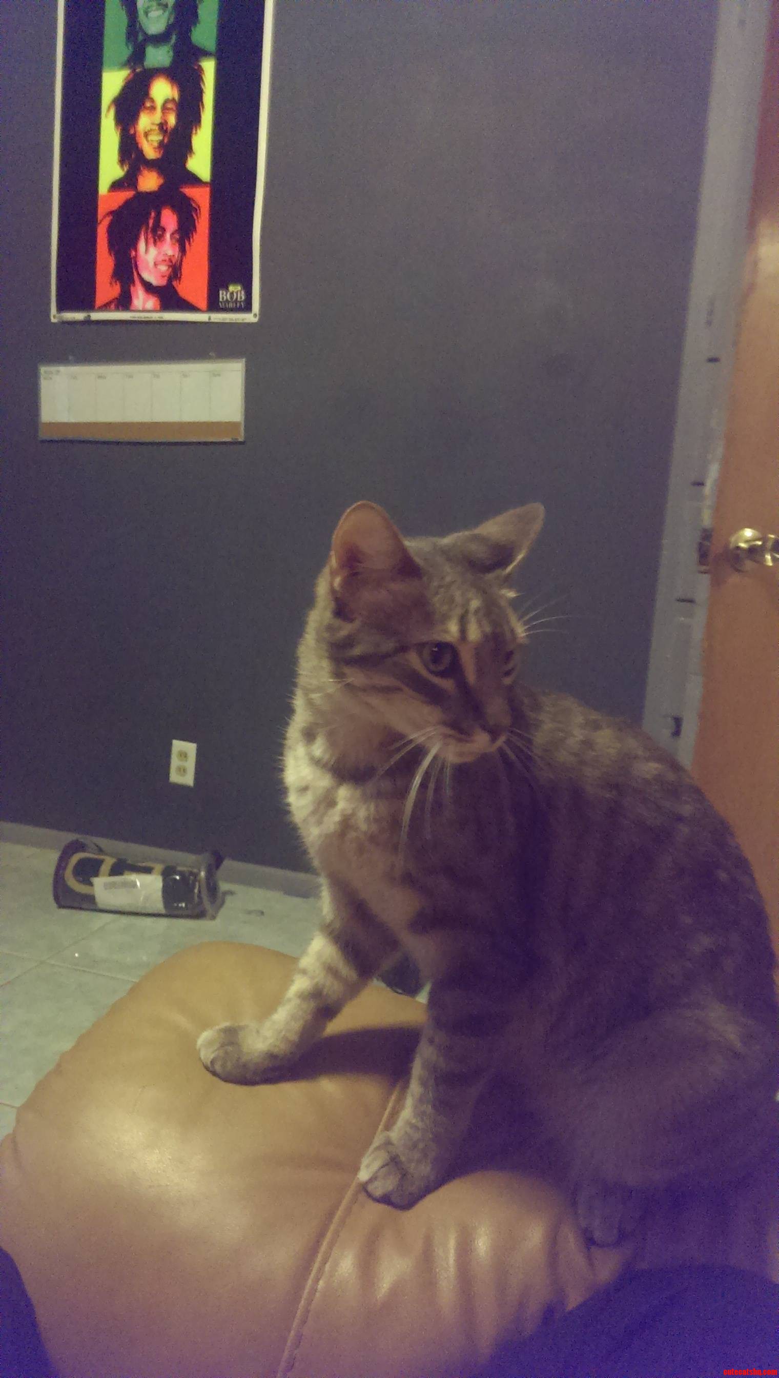 What Kind of Cat Is This