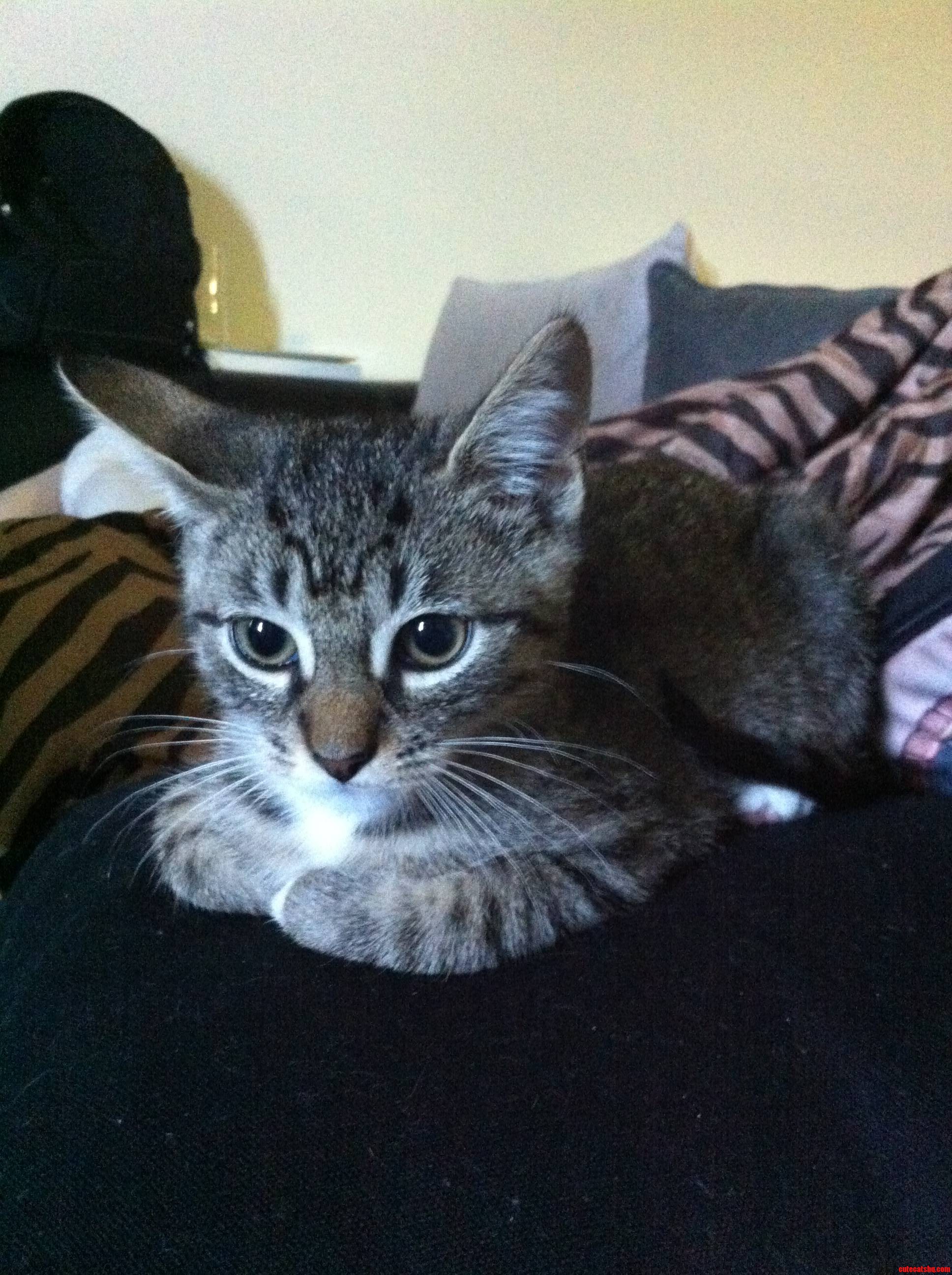 What Should We Name Our New Kitten He's a Boy.