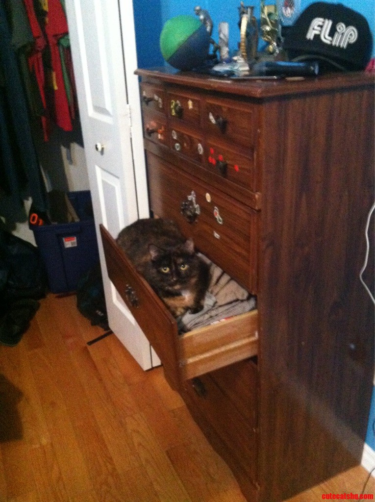 When Ever I Leave My Dresser Open This Is Where She Will Be Found
