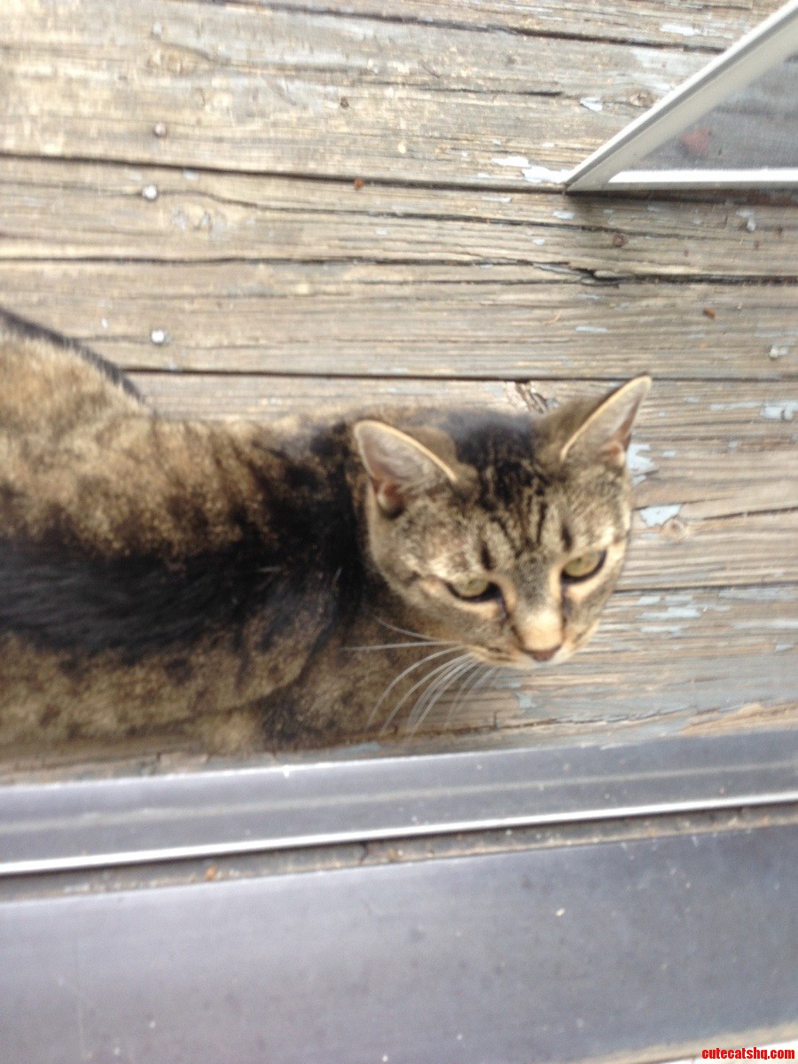 When I Open the Door to Let Melody in and She Just Looks at Me Like I M Doing Her a Favor..
