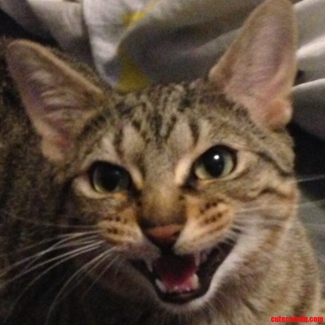 When I Told Zorro How Much You Guys Liked Him  This Was the Face I Got