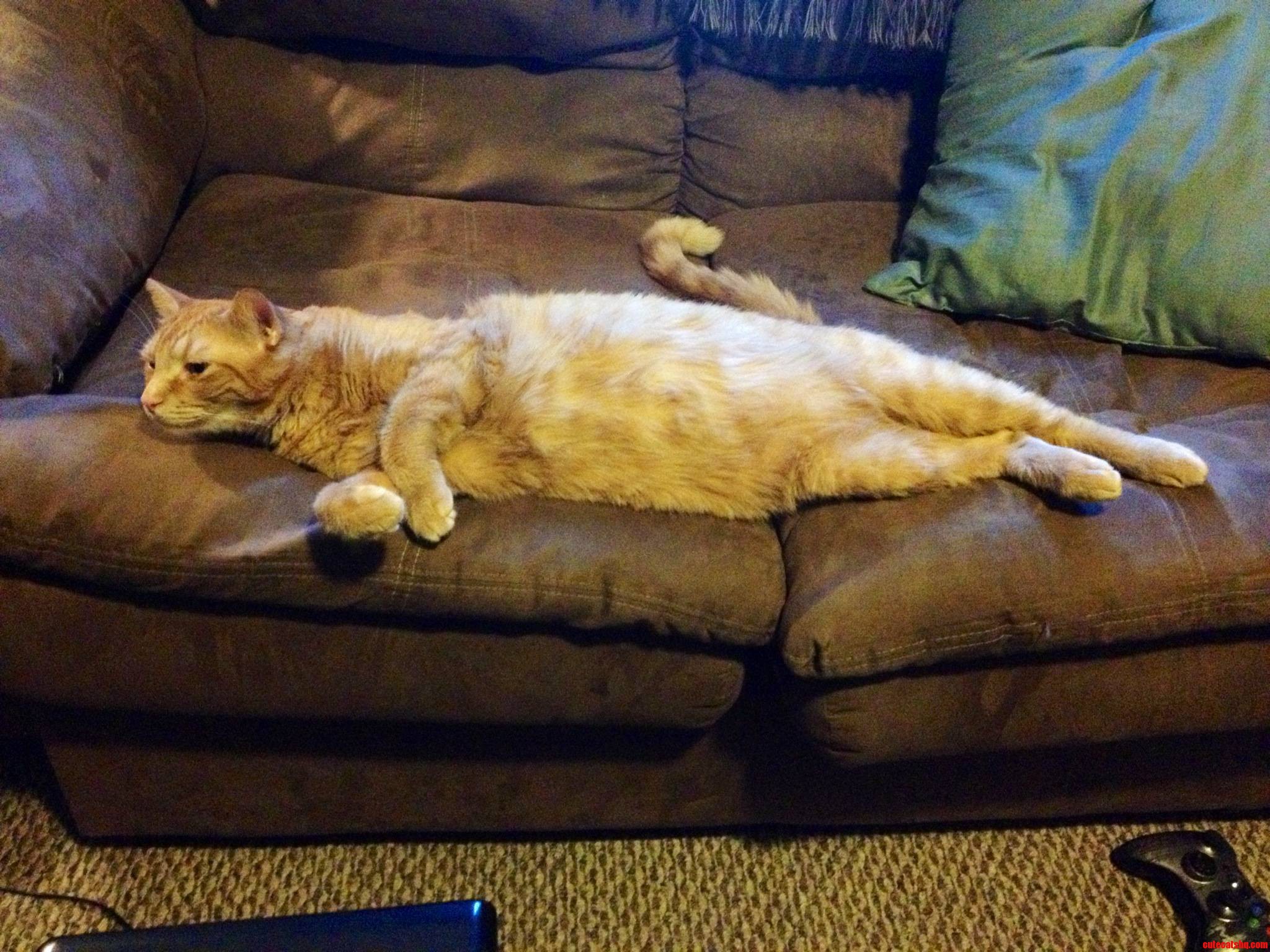 Xerxes Doesn't Like to Share the Couch with His Humans.