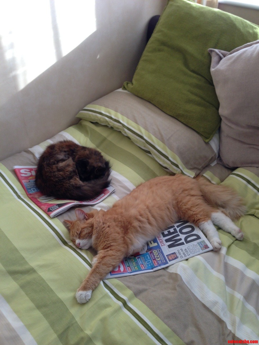 Yeah I Didn't Want to Read the Papers Anyway
