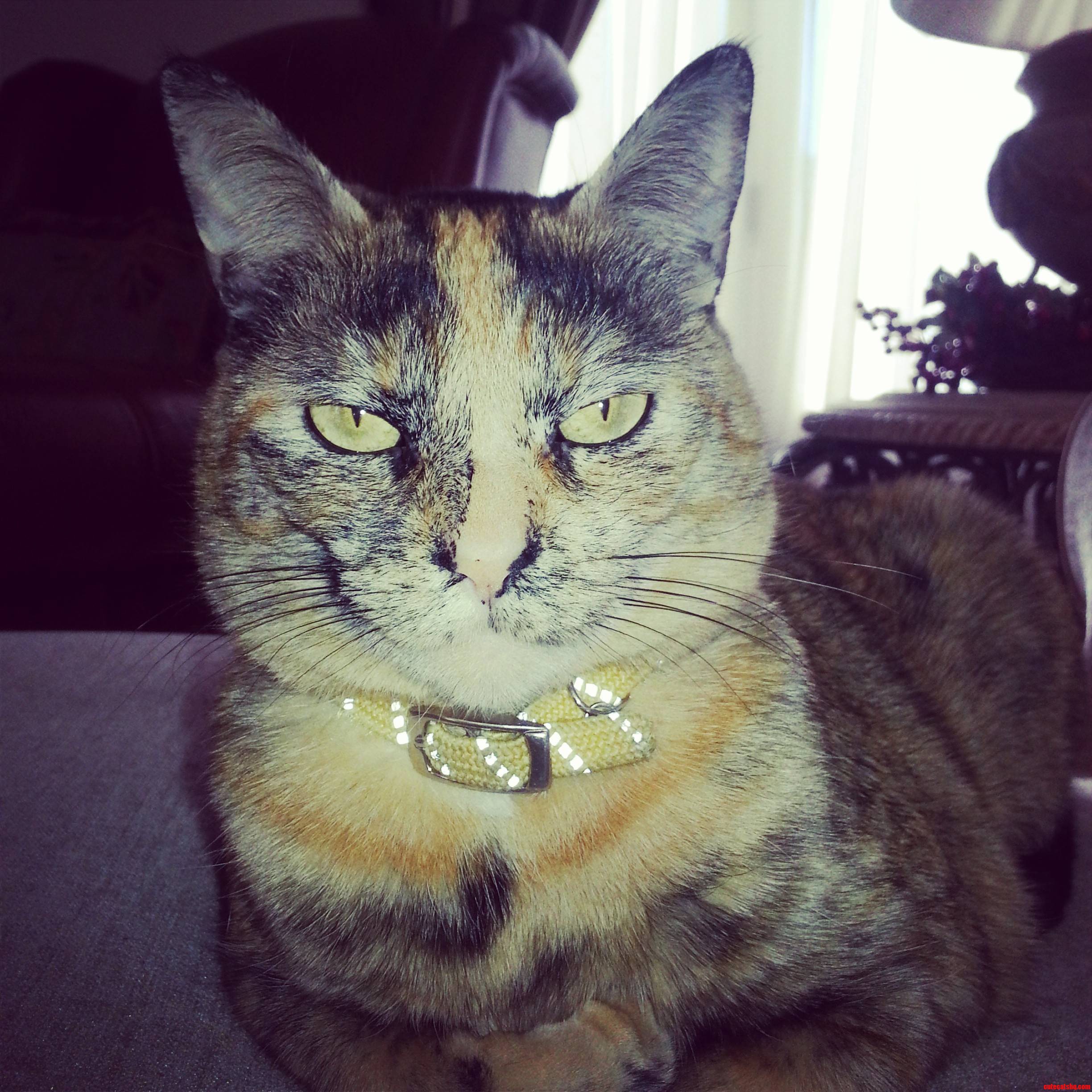 Yellow Eyes Hypnotize