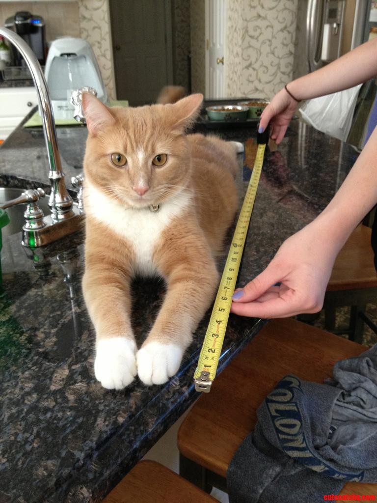 Yes  My Cat Is 3ft Long.