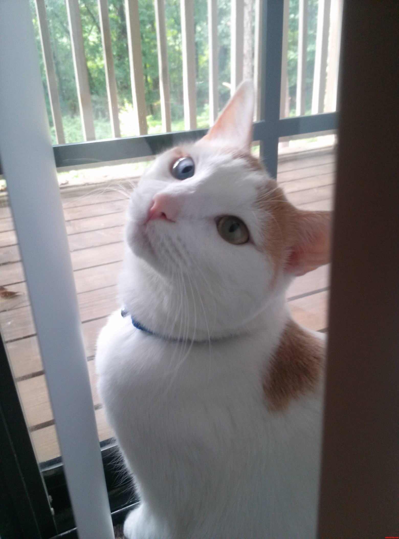 Yuna Is the Most Beautiful Cat I Have Ever Had.