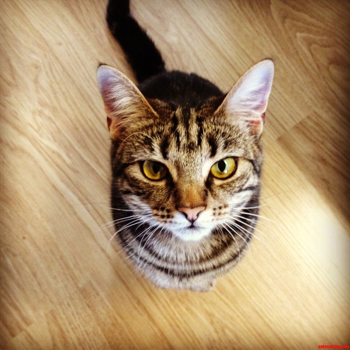 Zelda Sitting for a Treat