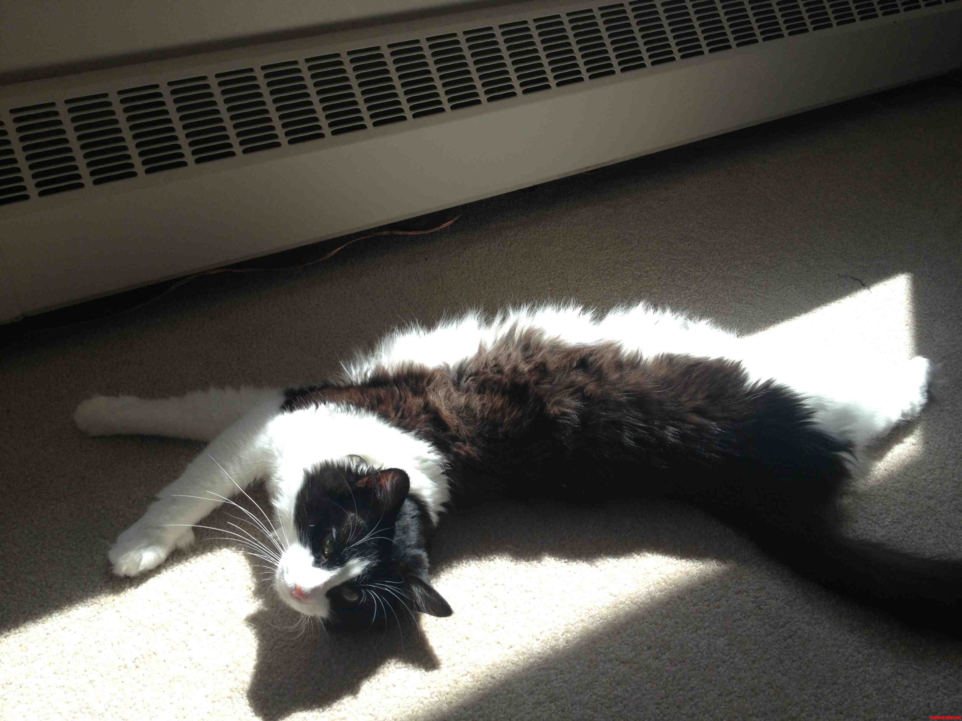 Ahh Dat Sunbeam