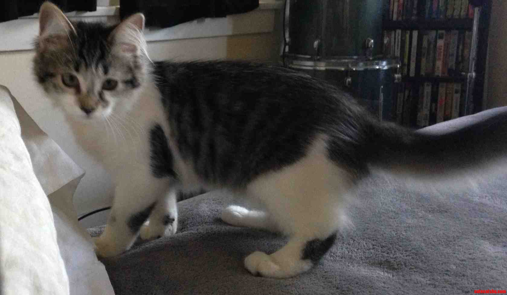 Anyone Know What Breed Cat This Is