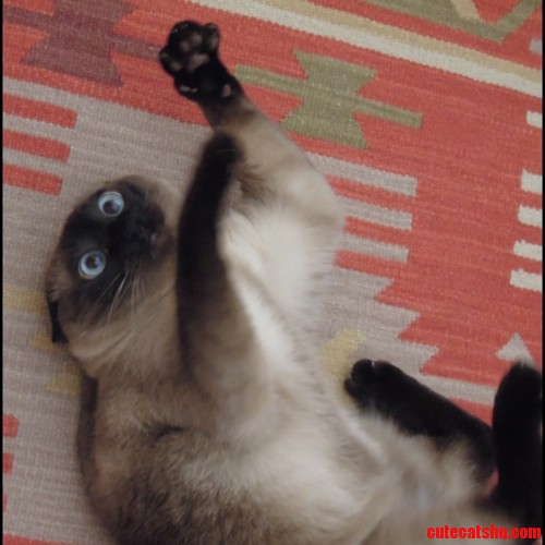 Full Derpness 100