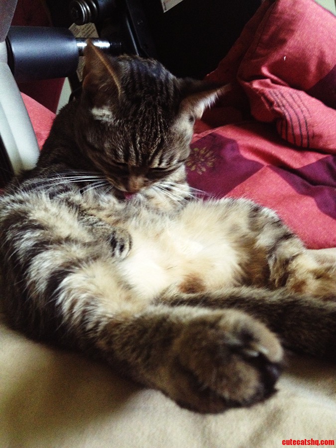 I Want to Touch That Tummy So Badly  but It S Just Not Worth the Risk.