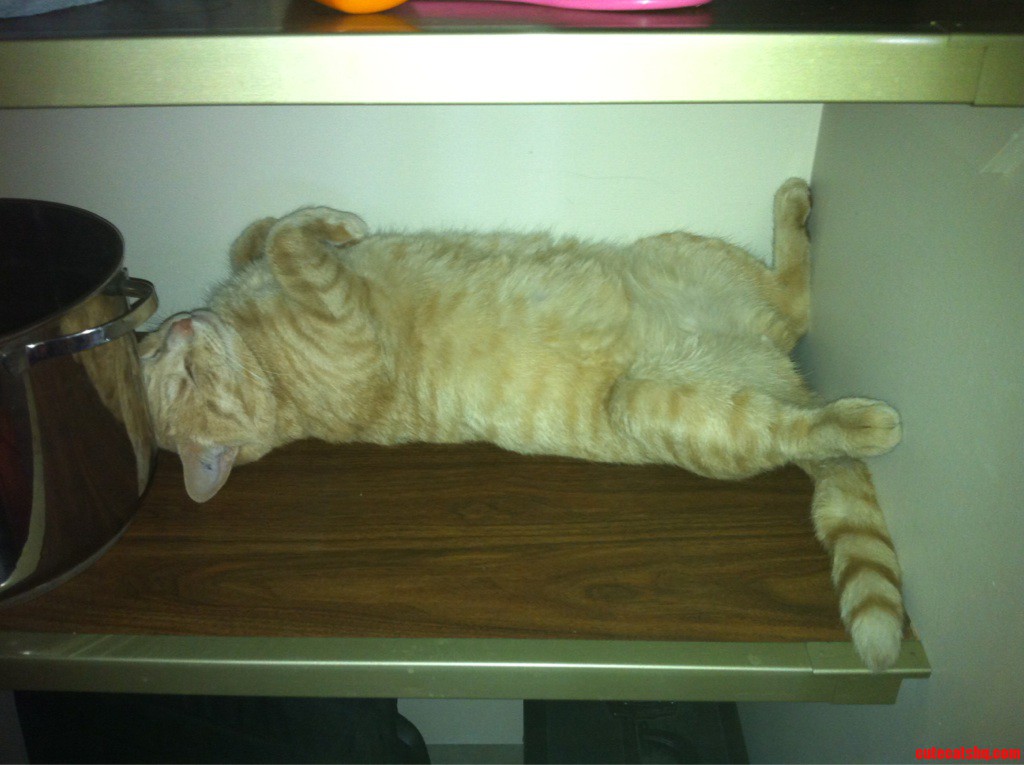 My Cats Finds the Oddest Spots to Sleep