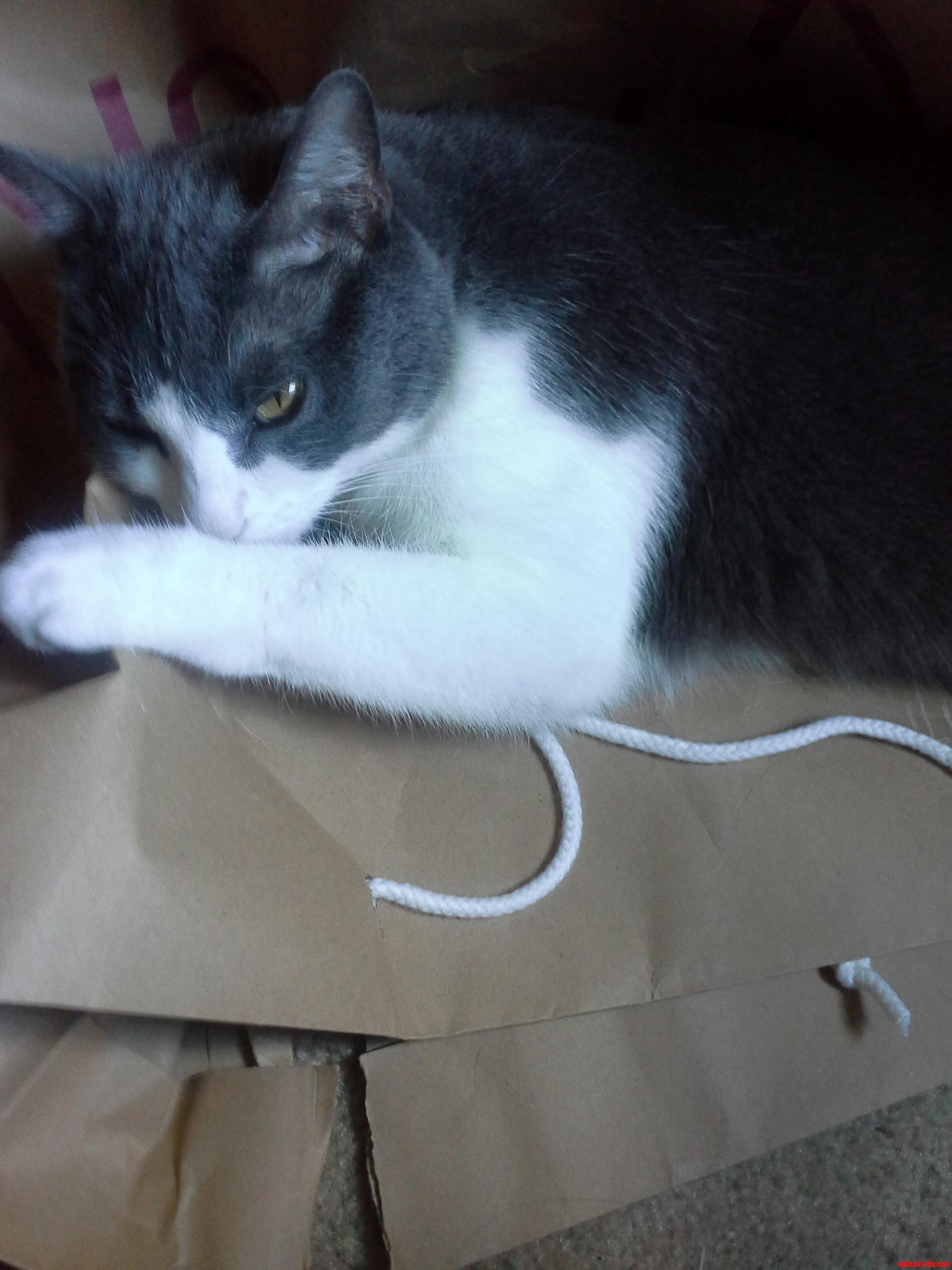 She Claims Anything on Its Way to the Garbage As Her Bed.