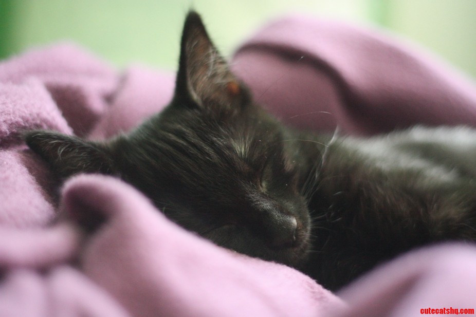 So I Finally Got My Own Kitty. Meet Louie.