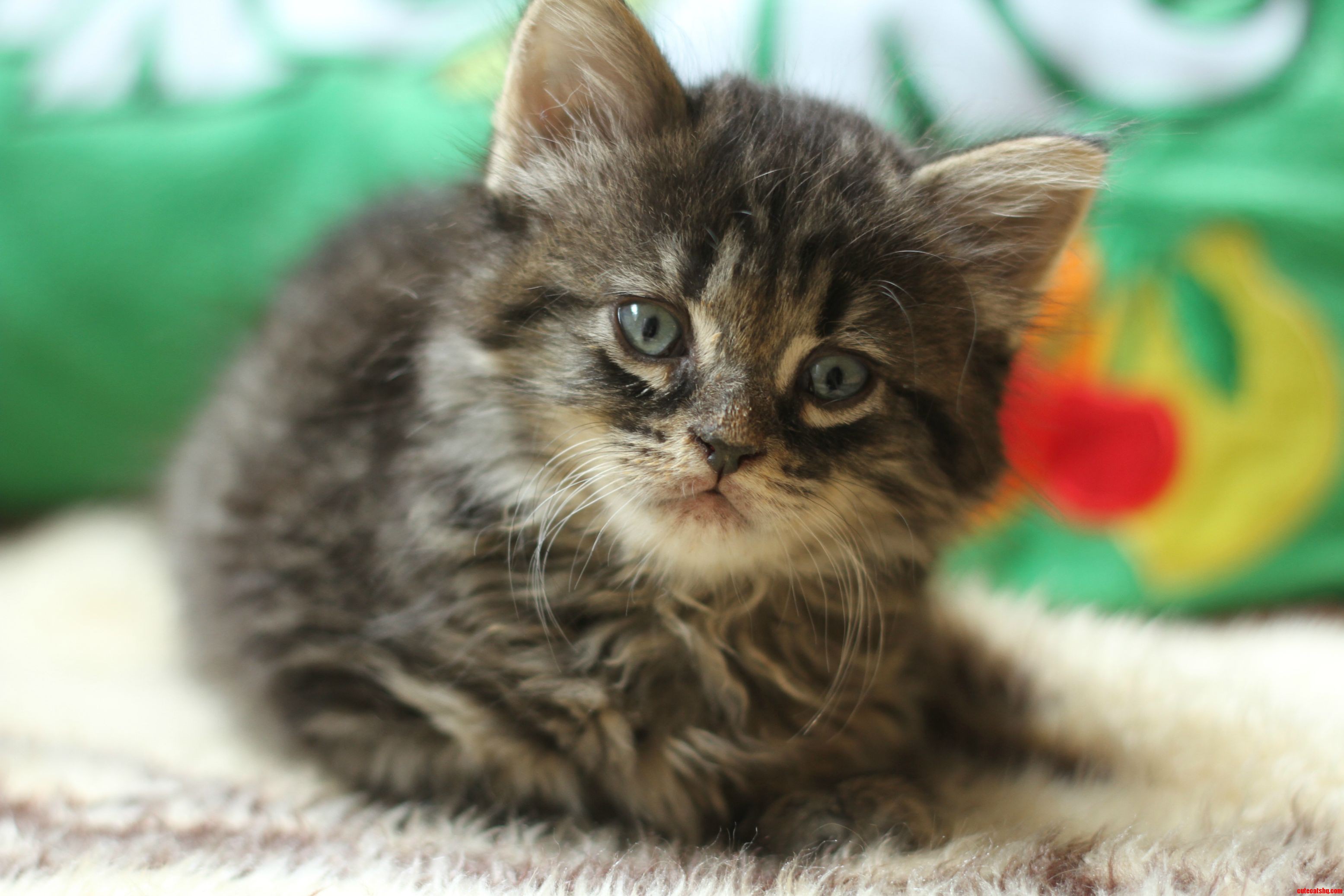 This Sweet Little Face Doesn T Warn of Her Crazy Claws  So We Called Her Machete