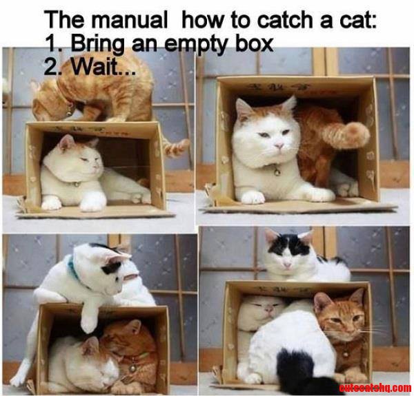 2 Easy Steps to Catching a Cat