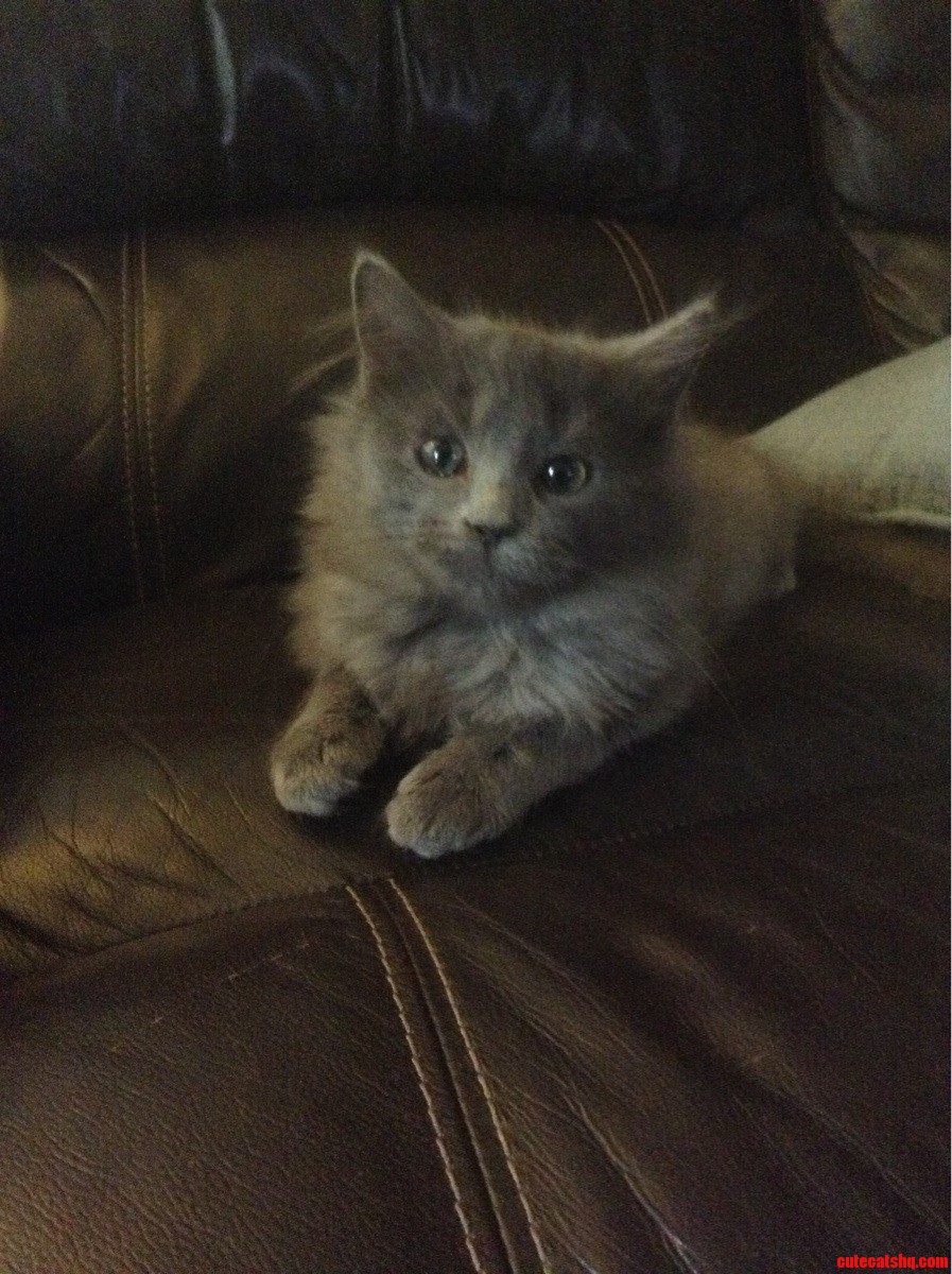 6 Week Old Wally