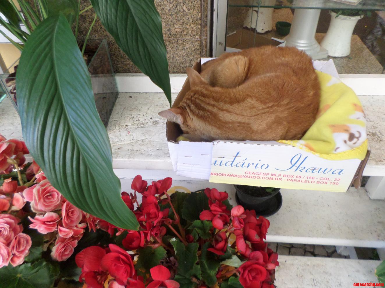 A Shopkeeper Was Kind Enough to Put a Box Out for This Cat in Rio De Janeiro