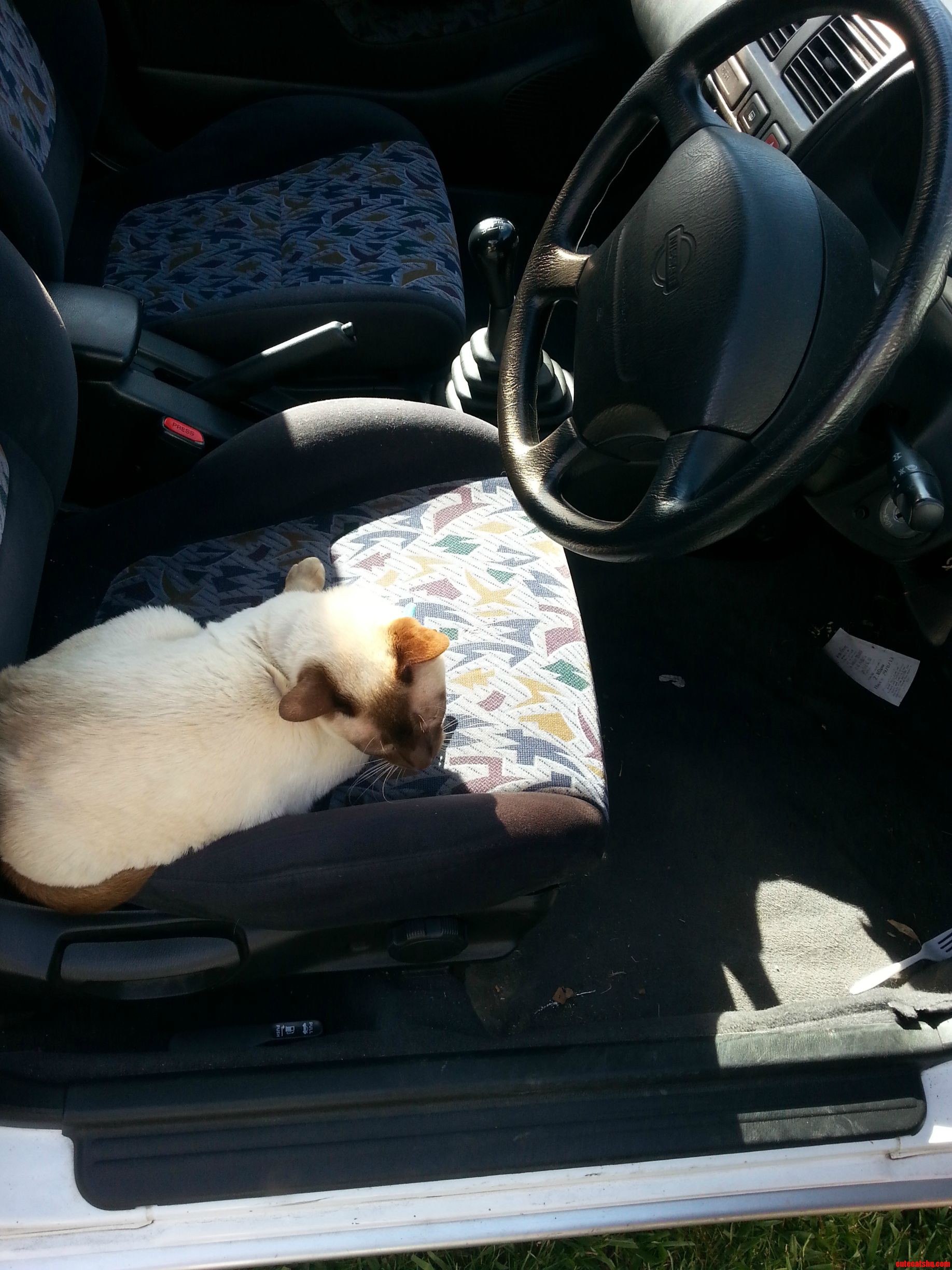 Accidentally Left My Car Door Open. Found Him About Half an Hour Later.