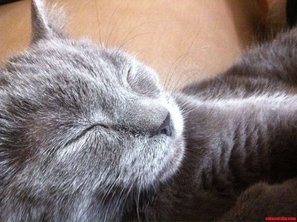Adopted This Cat Yesterday.
