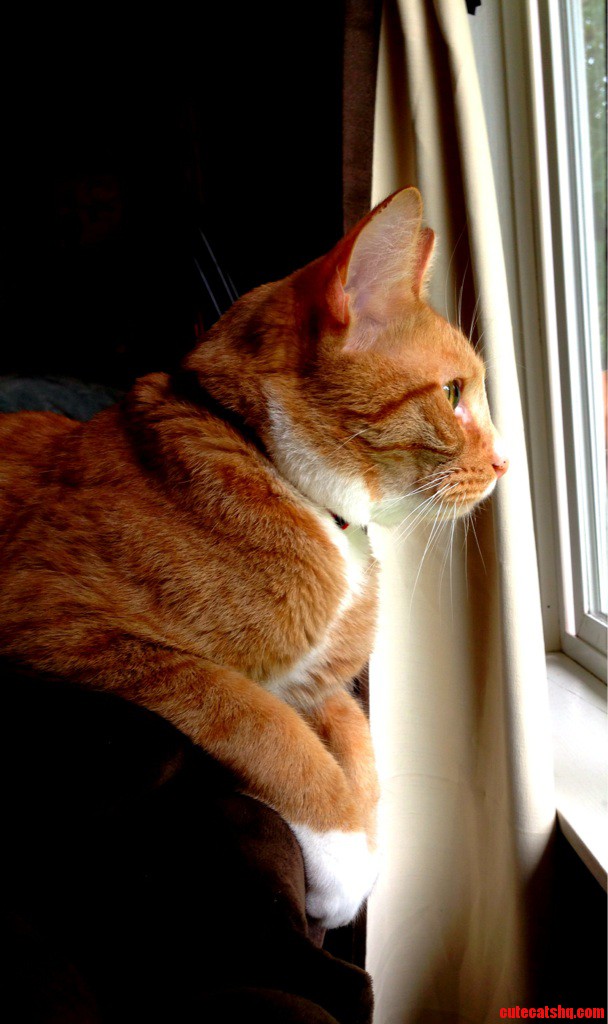 Adopted This Handsome 2 Year Old  Toby. Hes Everything You Could Hope in a Cat.