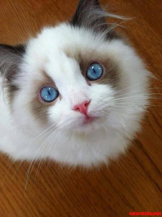 Adorable Eyes 3