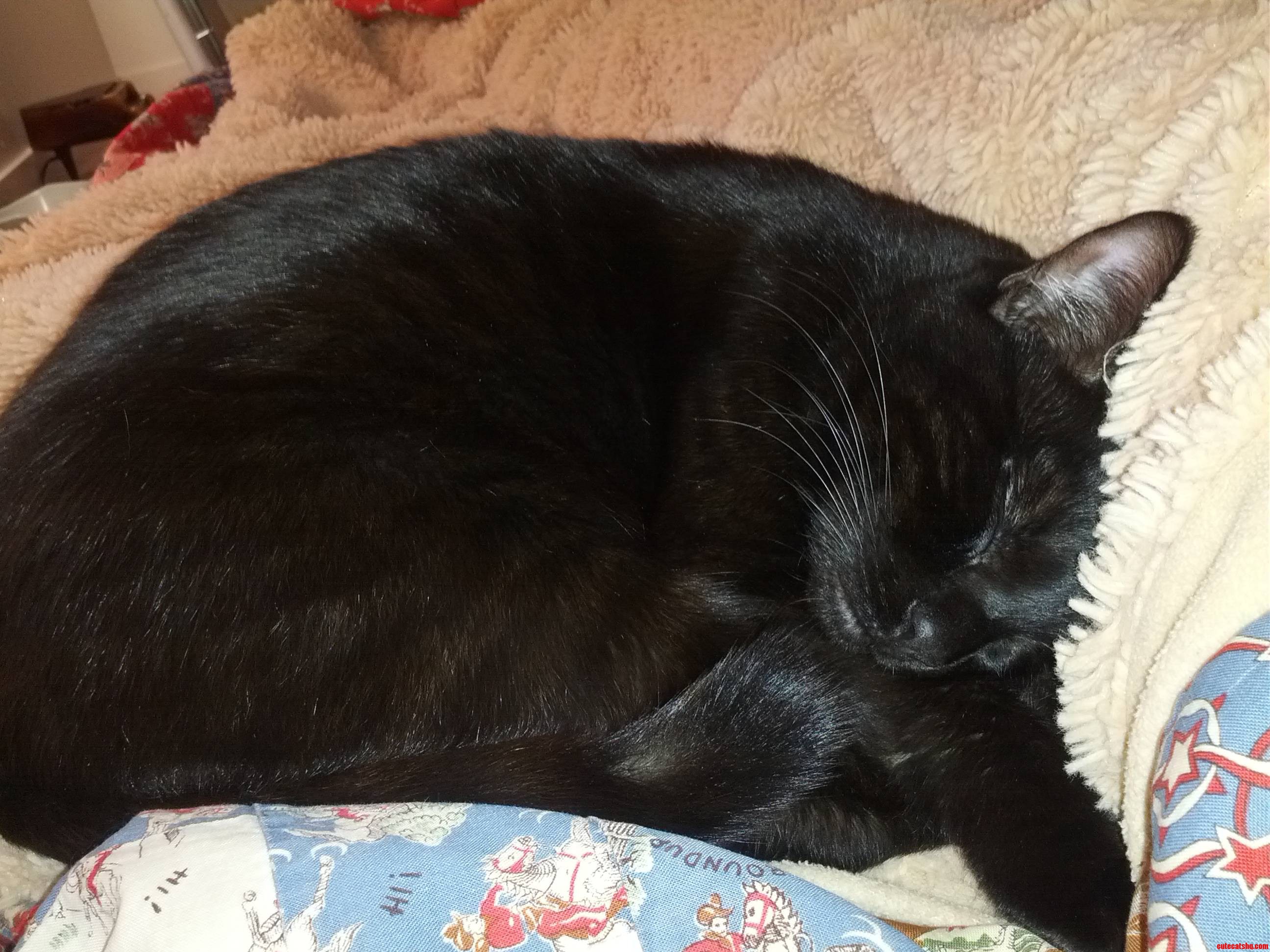 After a Long Morning of Chasing His Little Yellow Mouse Sparrow Decided to Curl Up Next to Mom Xpost Raww
