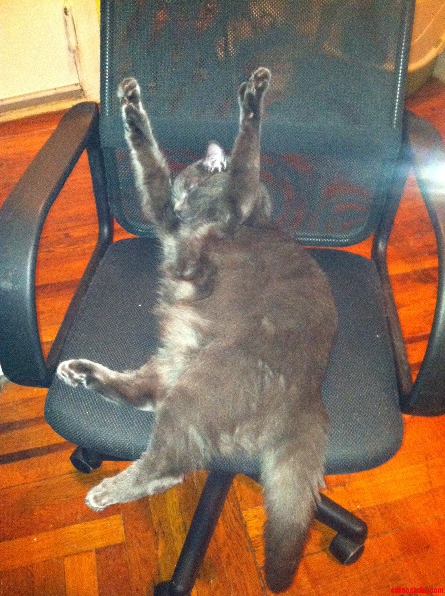 After Playing with Toby for Hours He Passed Out