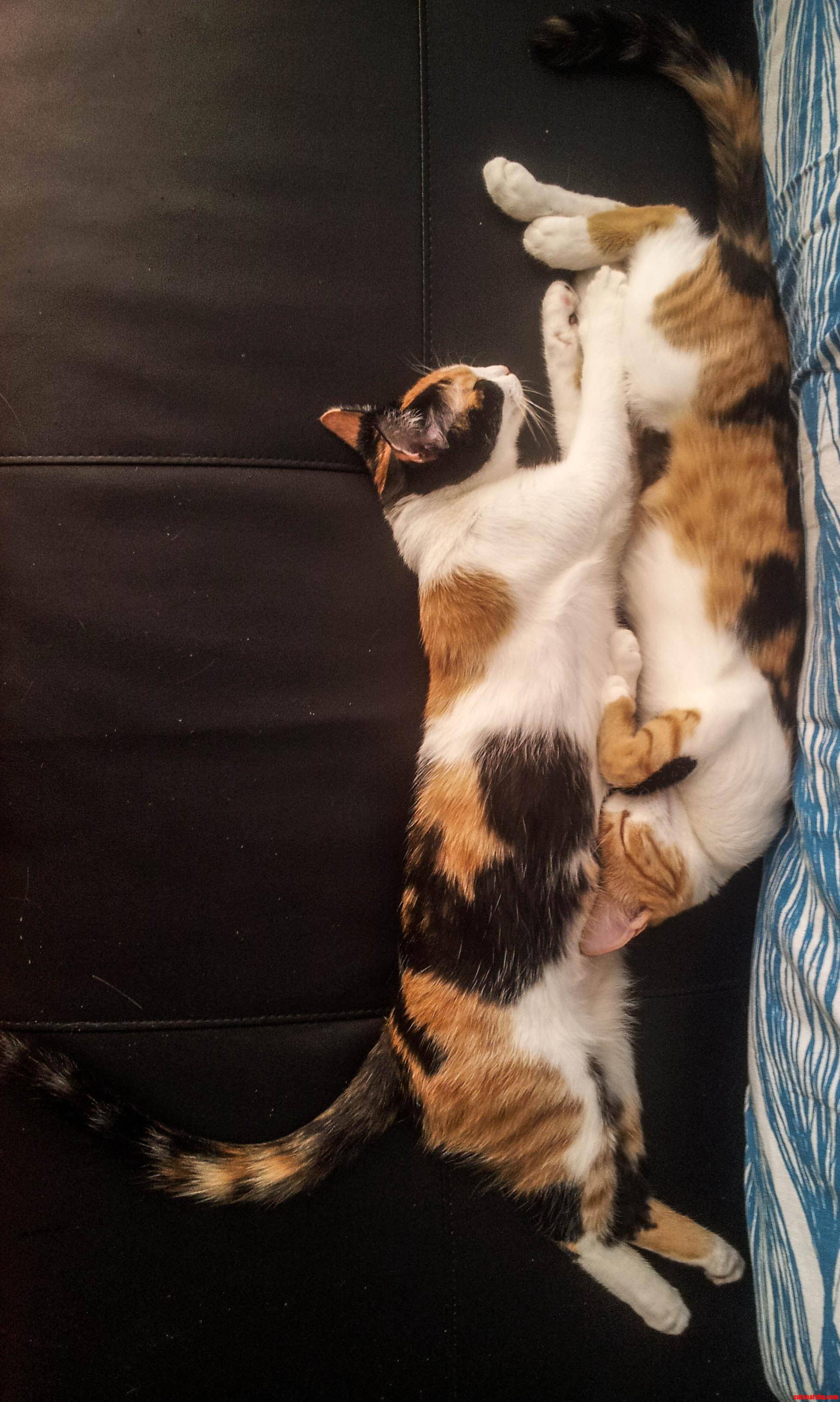 Afternoon Nap.