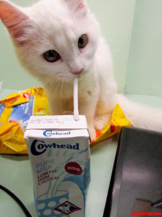 Although Necessary for Kittens to Survive  Milk Should Not Be Given to Adult Cats Because They No Longer Produce Enough of an Enzyme Called Lactase.
