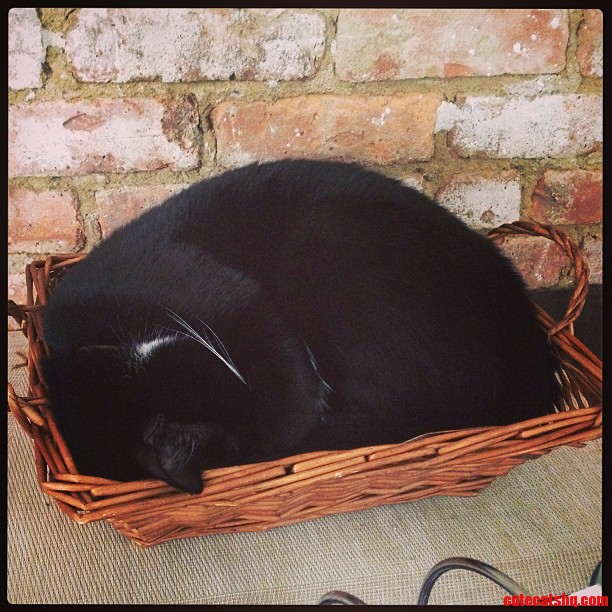 Archer Loves Our Fruit Basket More Than His Bed.