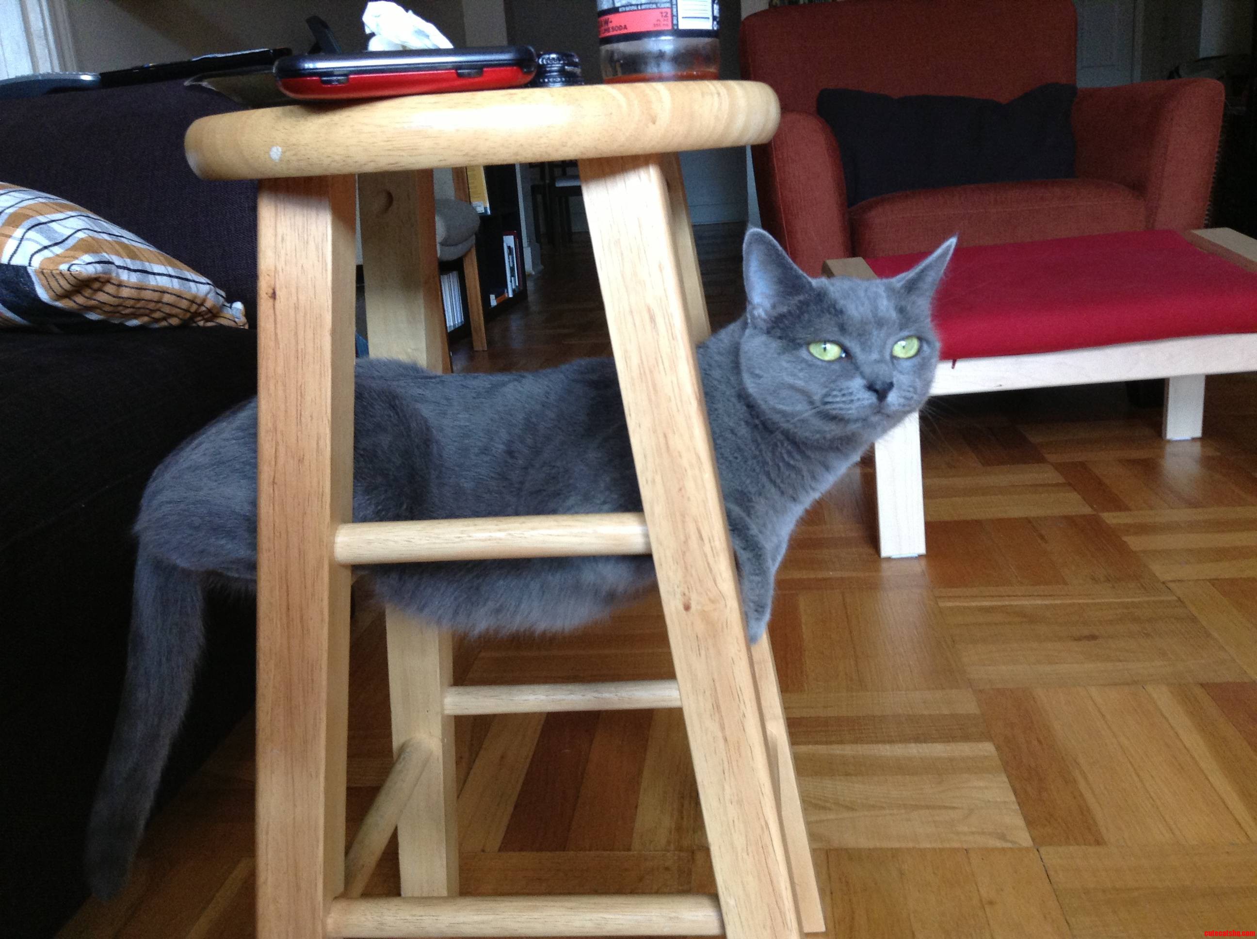 Are You Comfortable  Cat