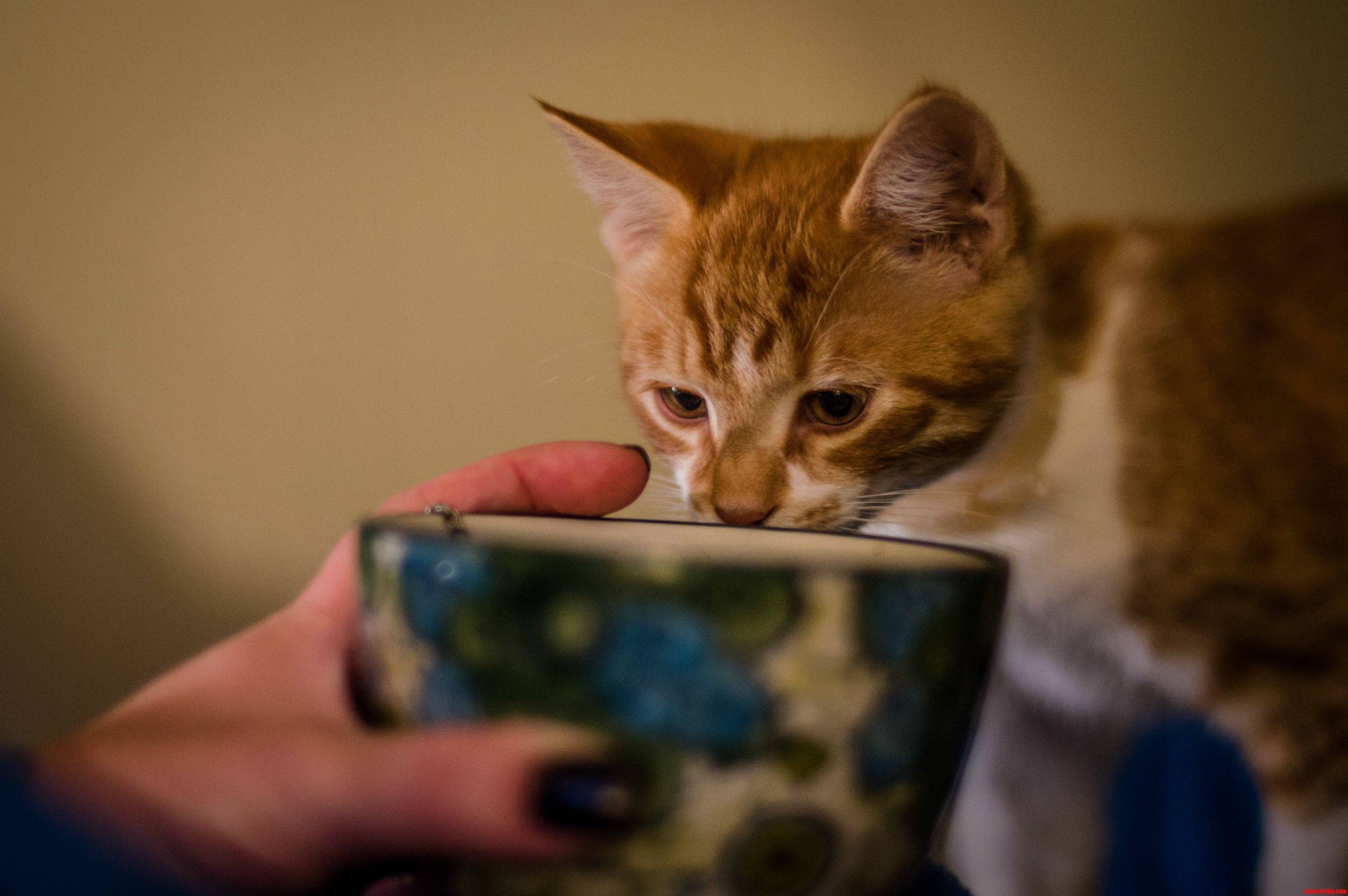 Arthur Inspecting Tea