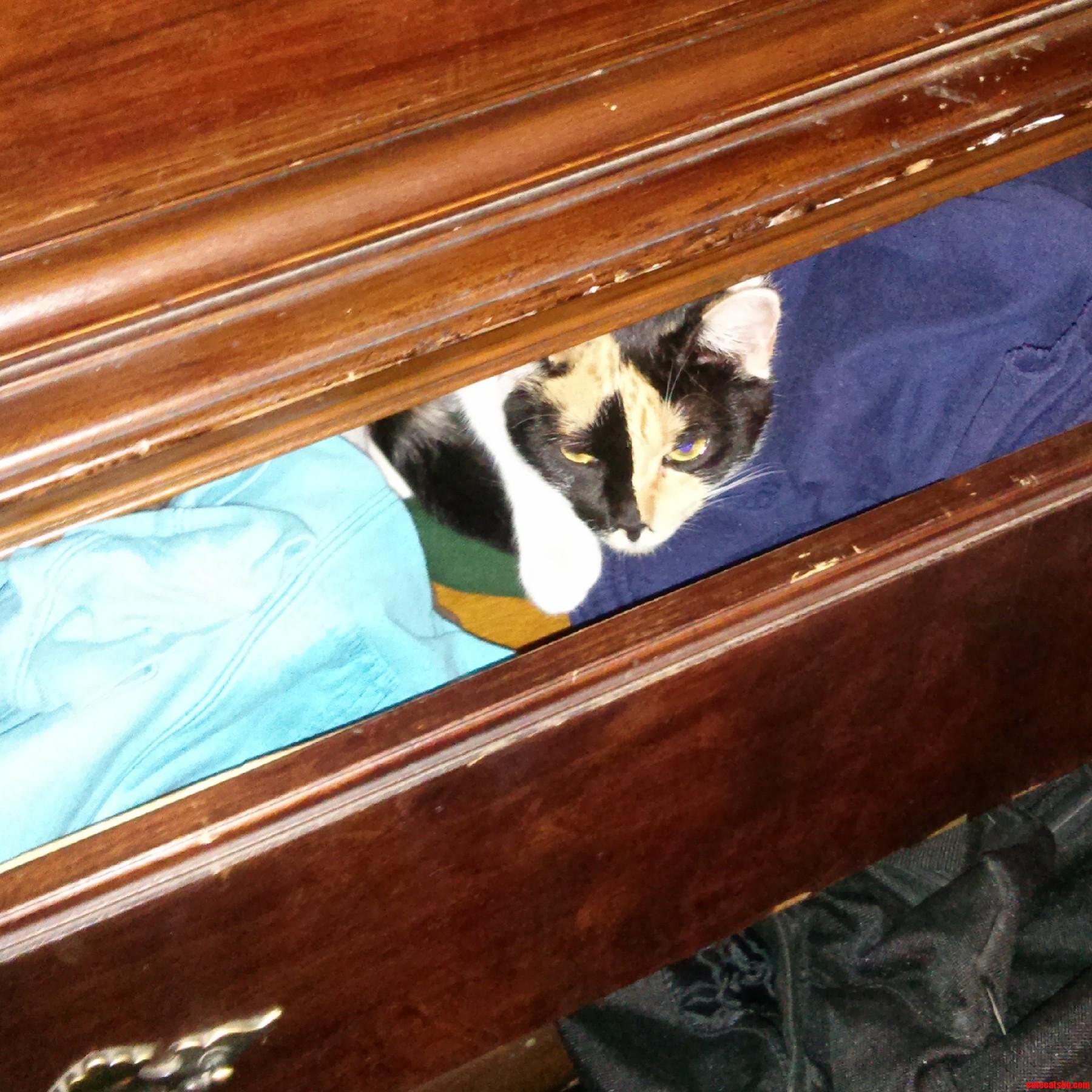 As a New Kitty Adoptee I Mlearning I Can T Be Lazy About Closing the Drawers to Check the Closet.