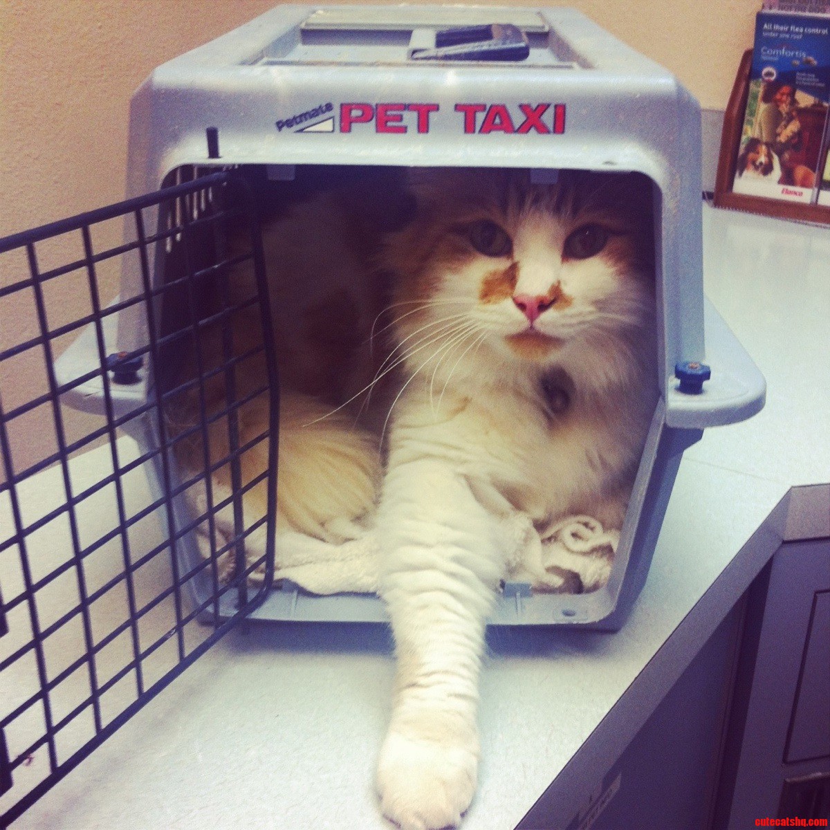 At the Vet