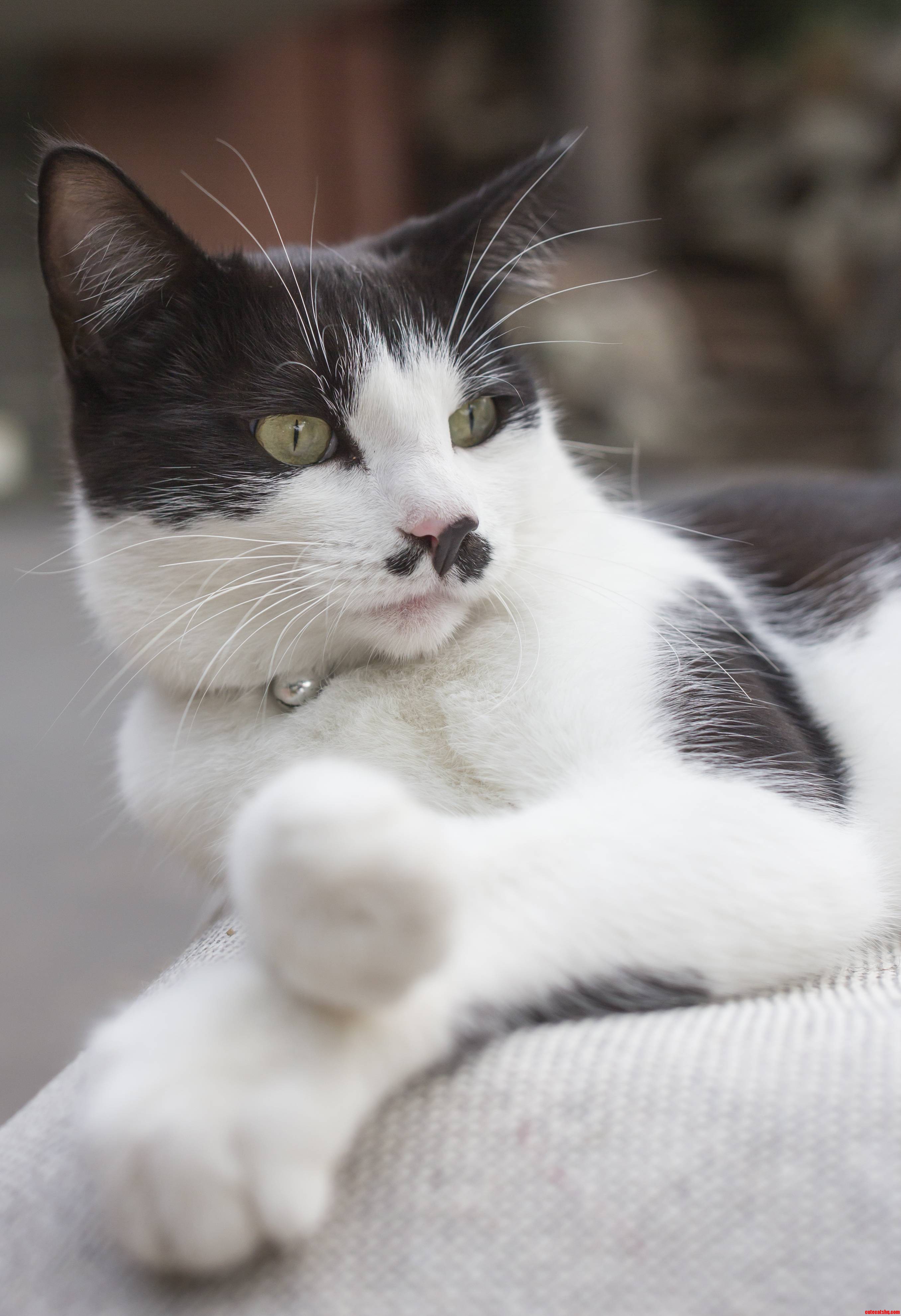 Babysitting One of the Cooler Cats I Ve Met ... Meet Gracie