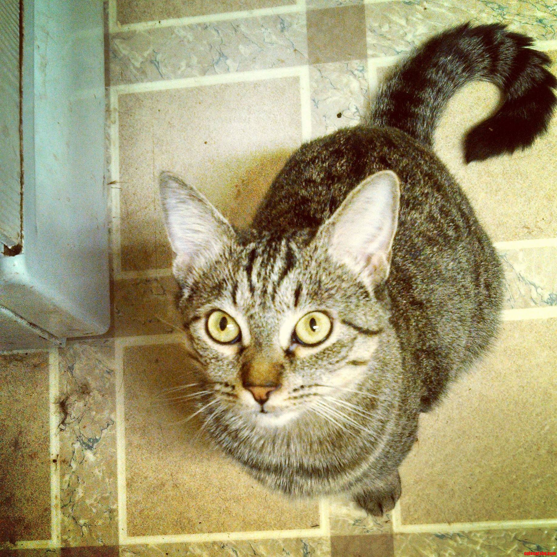 Begging for Pudding Lol