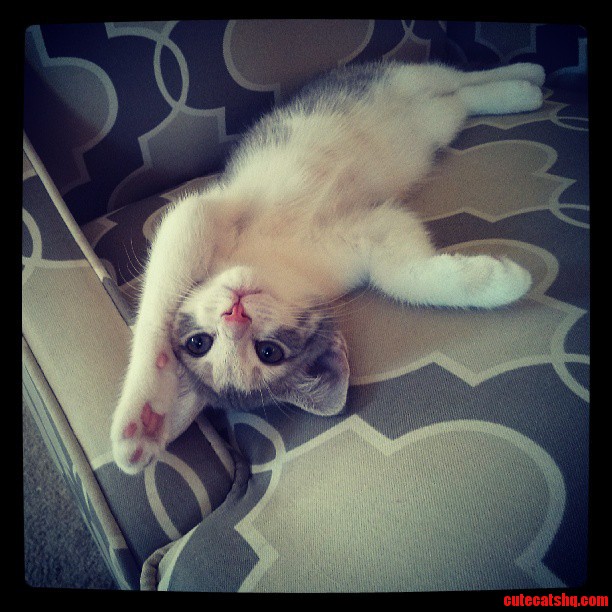 Being a Kitty Is So Tough