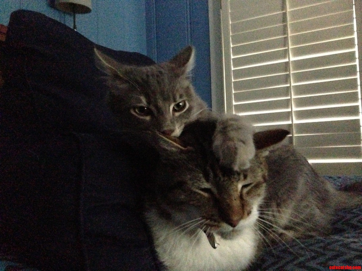 Best Bros
