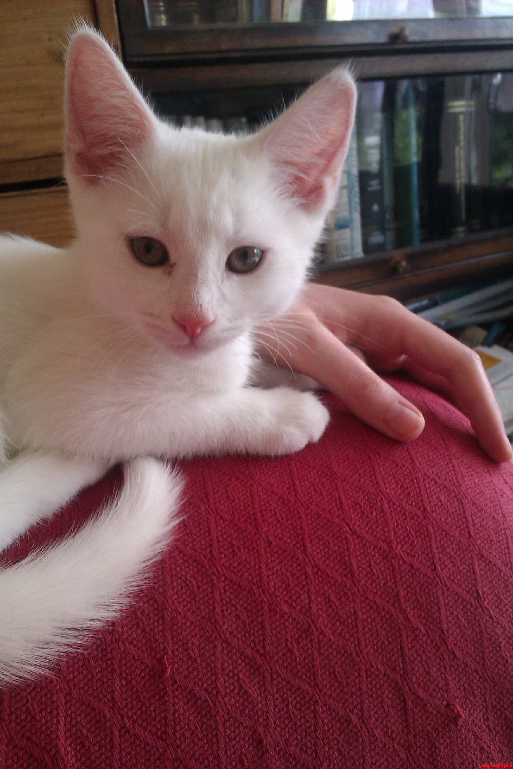 Big Ears