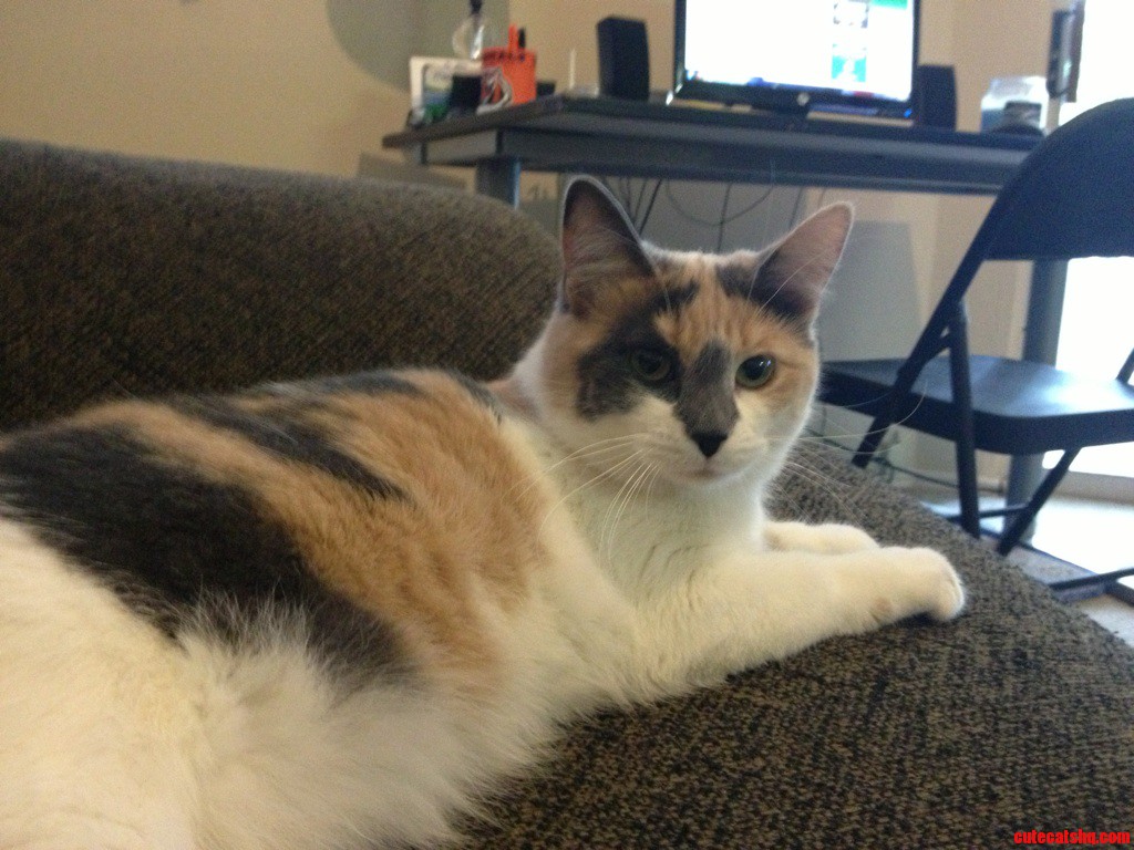 Blah Blah Blah Cat Stuff. Heres My Beautiful Jerk Carmen. Say Hello.