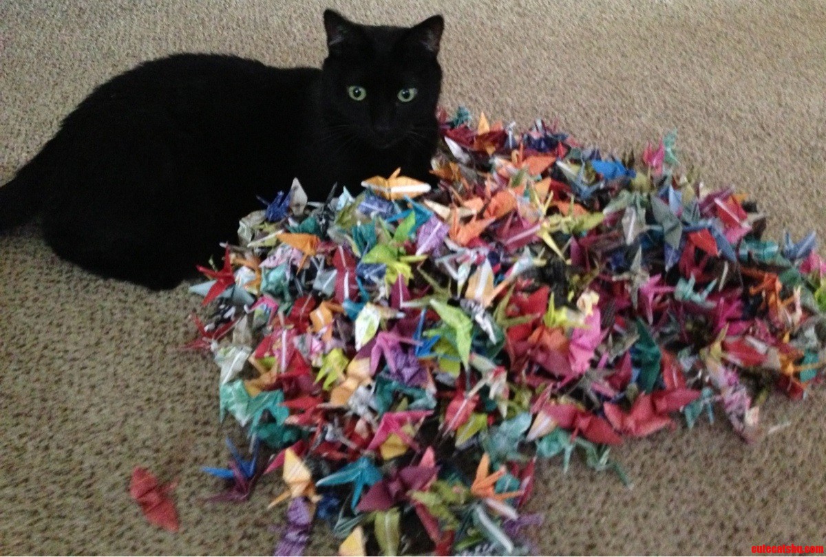Boomer Playing in My 1000 Paper Cranes