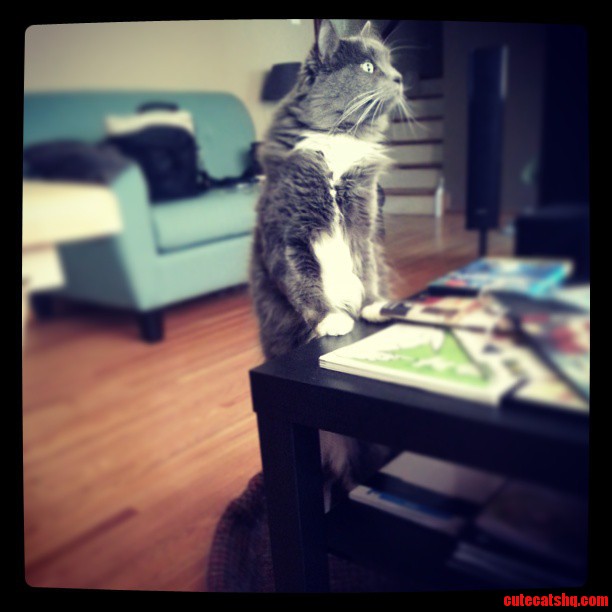 Boots the Cat Stands Like People