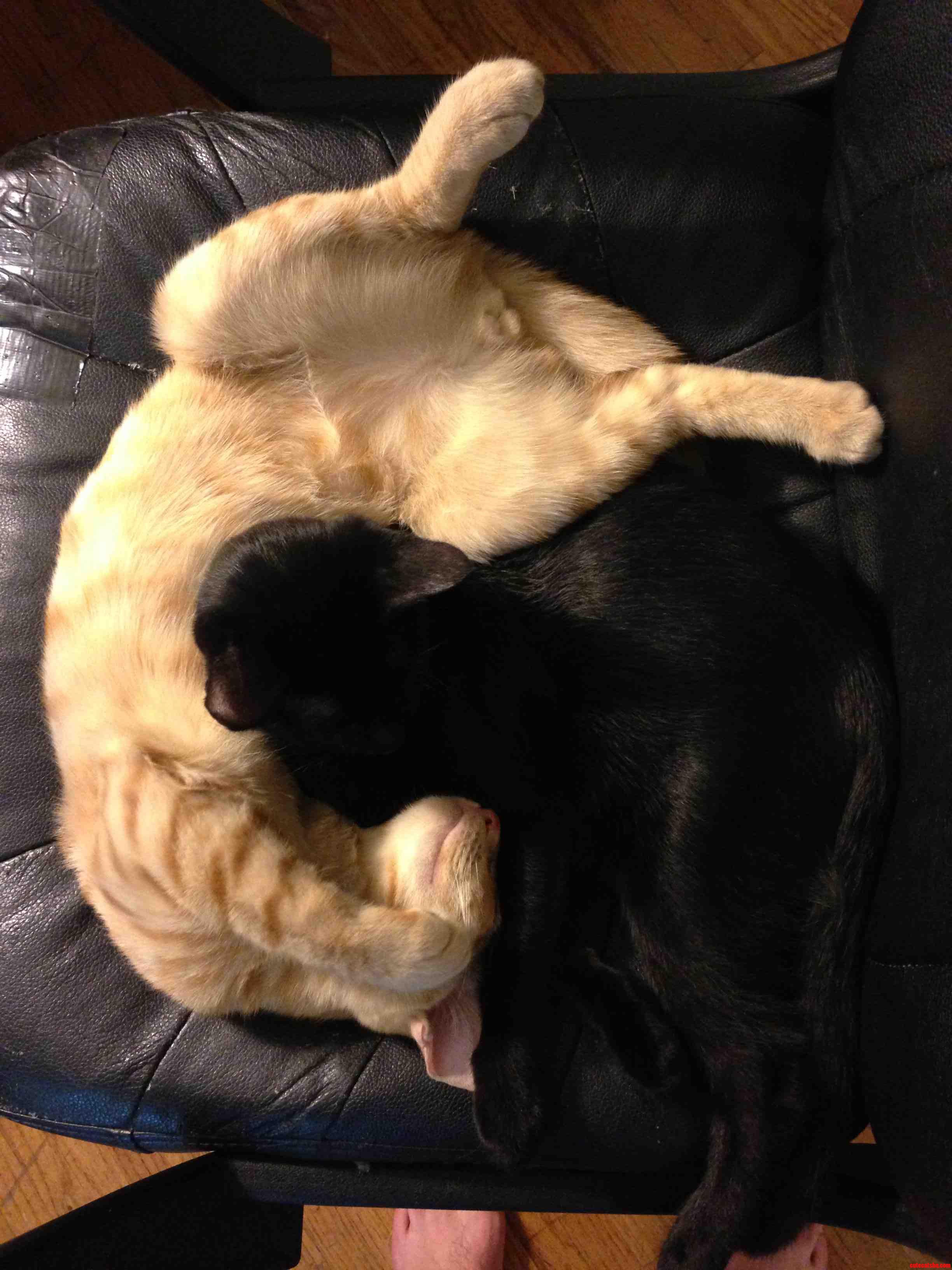 Bro Cuddle