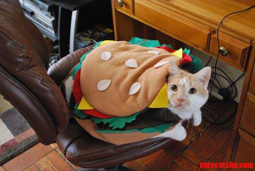 Burger Cat