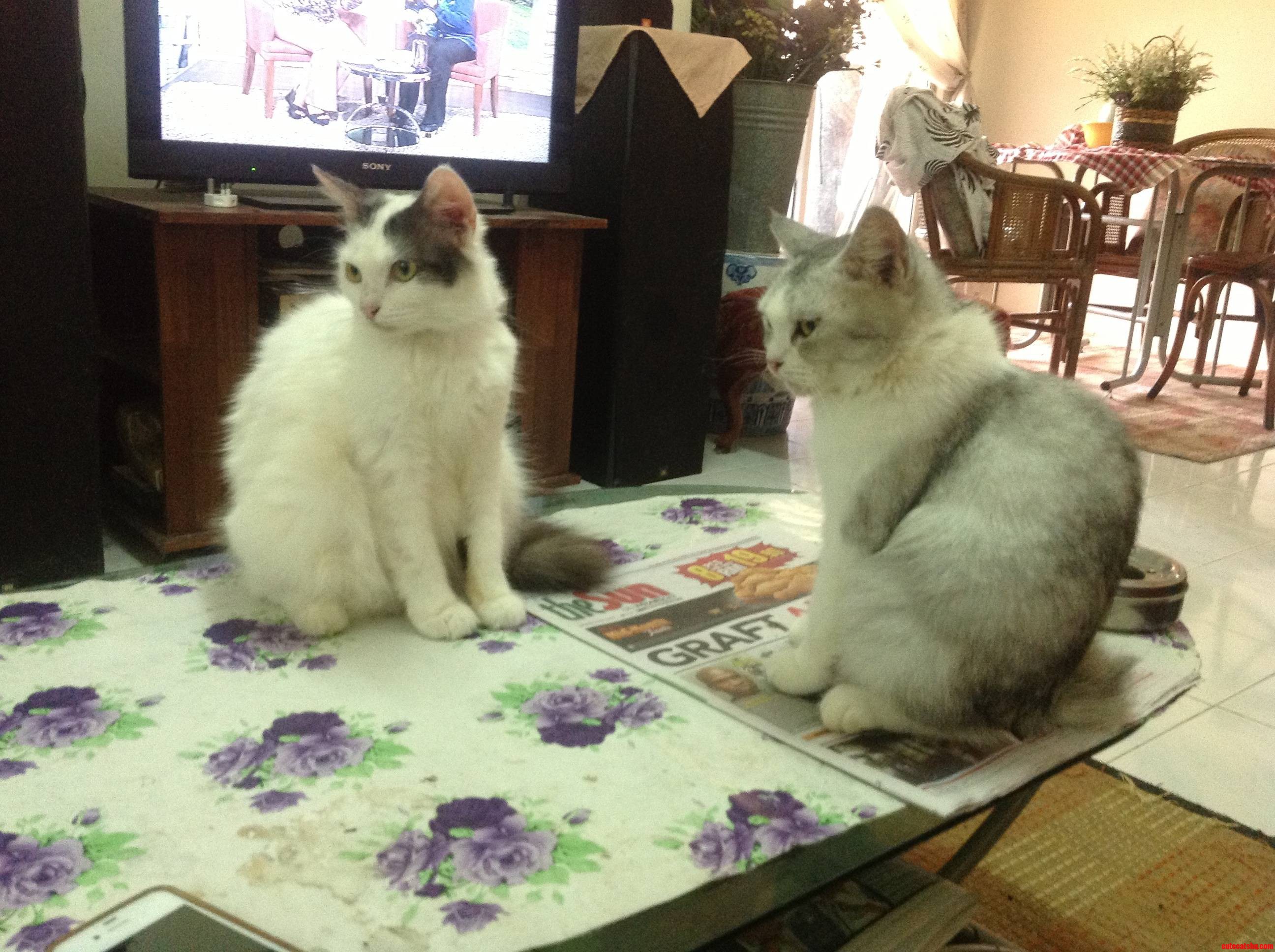 Buruk and Tara