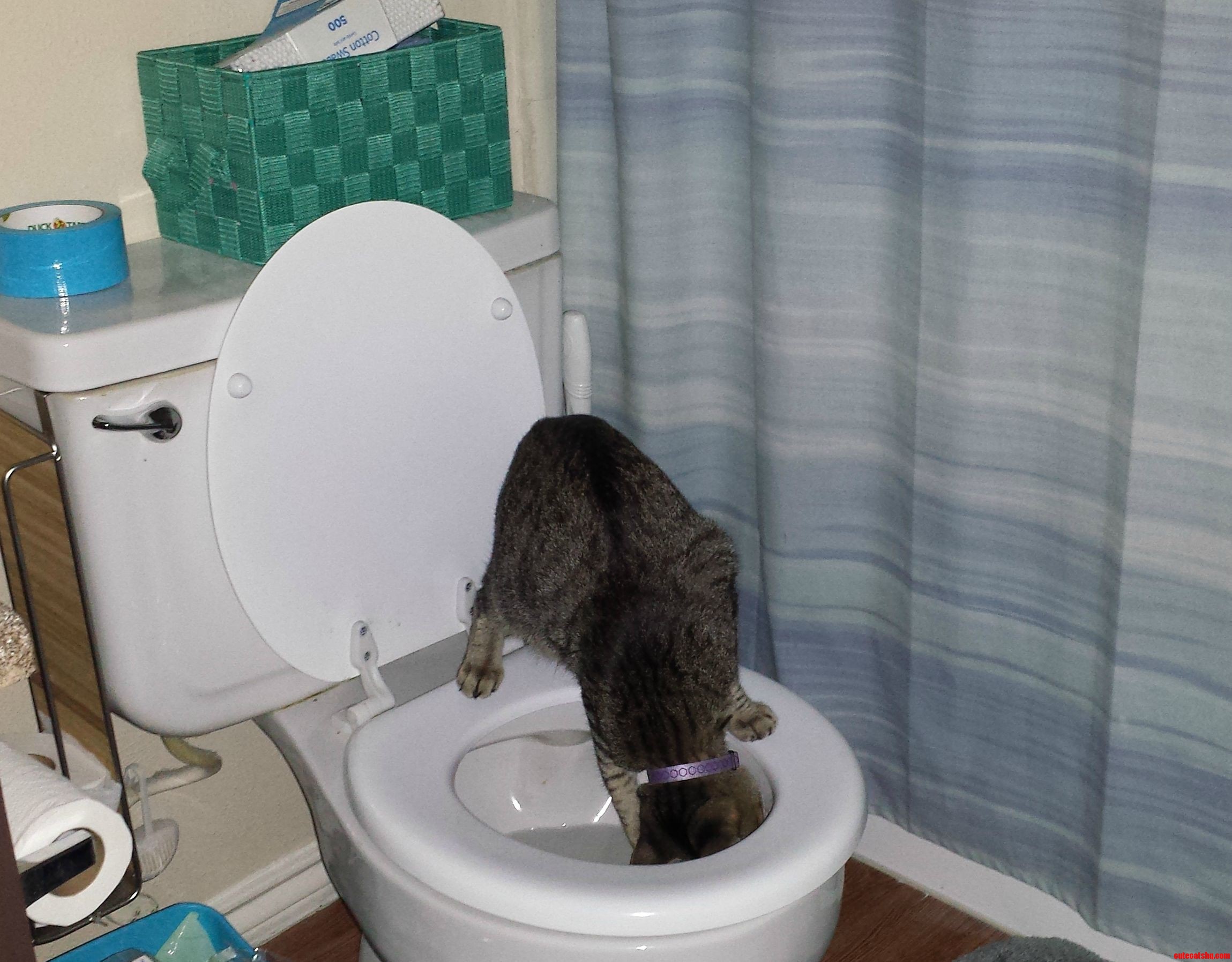 Busted