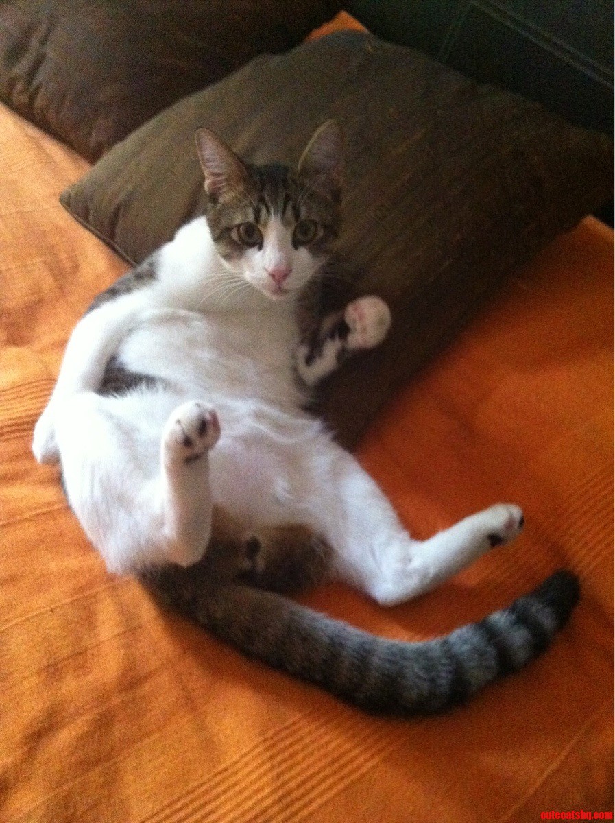 Busted Kitty