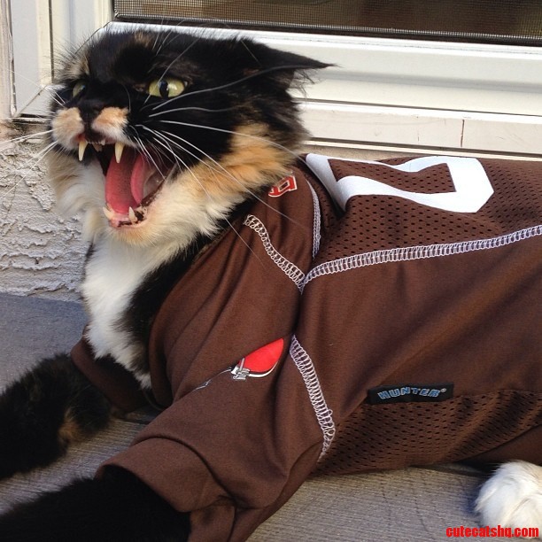 But You Said the Browns Would Be Better This Year