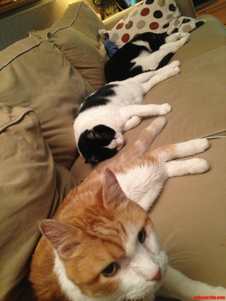 Cat Line-up